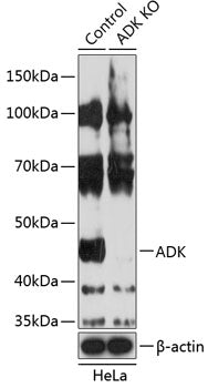 [KO Validated] ADK Rabbit pAb