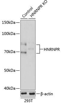 [KO Validated] HNRNPR Rabbit pAb