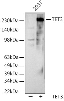 TET3 Rabbit pAb