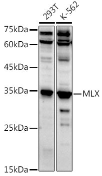 MLX Rabbit pAb