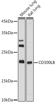 CD300LB Rabbit pAb