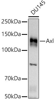 Axl Rabbit mAb