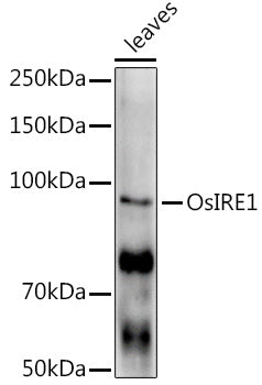 OsIRE1 Rabbit pAb