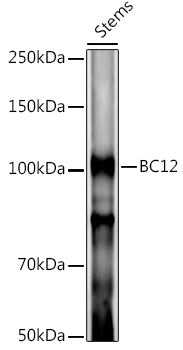BC12 Rabbit pAb