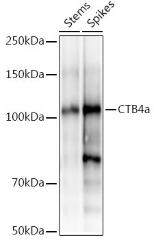 CTB4a Rabbit pAb