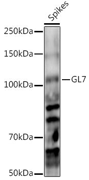 GL7 Rabbit pAb