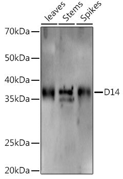 D14 Rabbit pAb