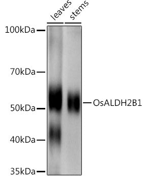 OsALDH2B1 Rabbit pAb