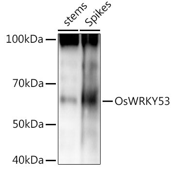 OsWRKY53 Rabbit pAb