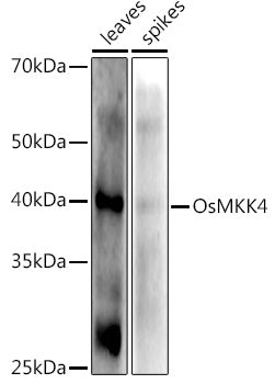 OsMKK4 Rabbit pAb