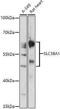 SLC38A1 Rabbit pAb