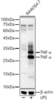 TNF-α Rabbit pAb
