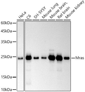 Mras Rabbit mAb