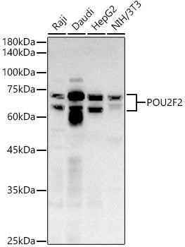 POU2F2 Rabbit pAb