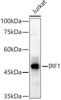 IRF1 Rabbit pAb