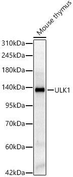 ULK1 Rabbit pAb