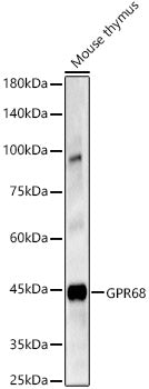 GPR68 Rabbit pAb