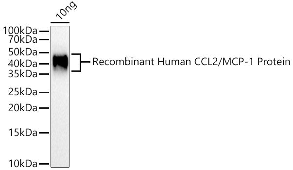 CCL2/MCP-1 Rabbit pAb