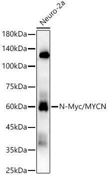 N-Myc/MYCN Rabbit mAb