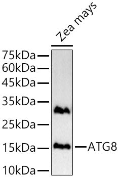 ATG8 Rabbit pAb