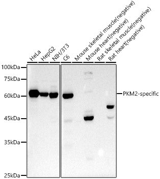 PKM2-specific Rabbit mAb
