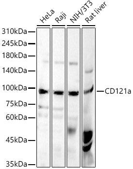 CD121a Rabbit pAb