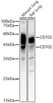 CD102 Rabbit pAb