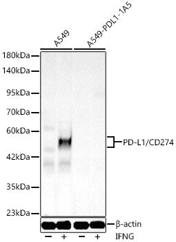 [KO Validated] PD-L1/CD274 Rabbit PolymAb®