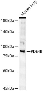 PDE4B Rabbit pAb