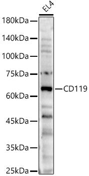 CD119 Rabbit pAb