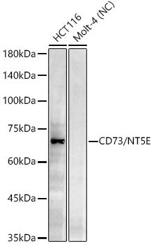CD73/NT5E Rabbit mAb