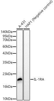 IL-1RA Rabbit mAb