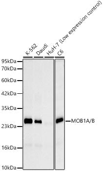 MOB1A/B Rabbit mAb