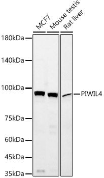 PIWIL4 Rabbit mAb