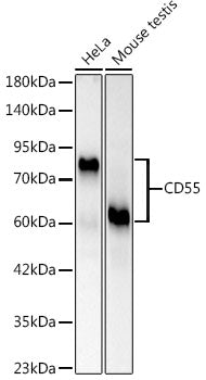 CD55 Rabbit PolymAb®