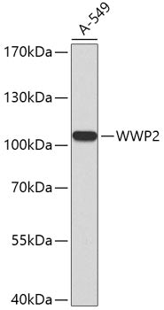 WWP2 Rabbit pAb