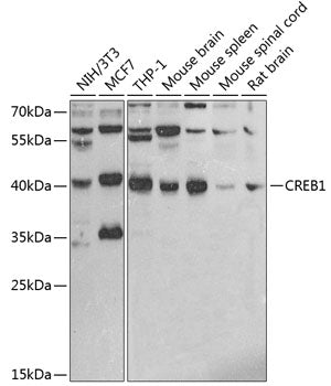 CREB1 Rabbit pAb