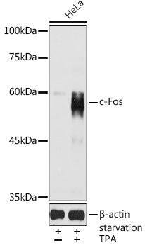 c-Fos Rabbit pAb