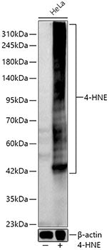 4-HNE Rabbit pAb