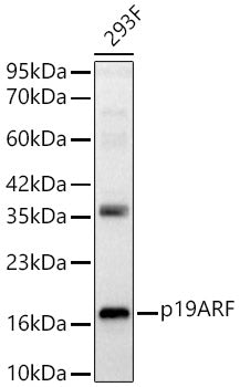 p19ARF Rabbit pAb