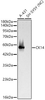 CK14 Rabbit pAb