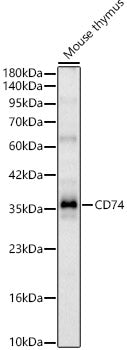 CD74 Rabbit pAb