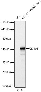 CD101 Rabbit pAb