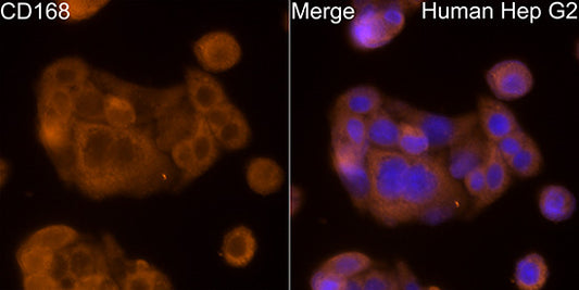 CD168 Rabbit pAb