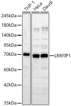 LRRFIP1 Rabbit pAb