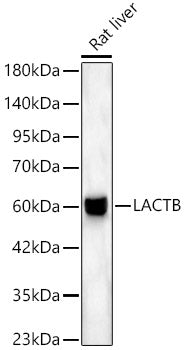 LACTB Rabbit pAb