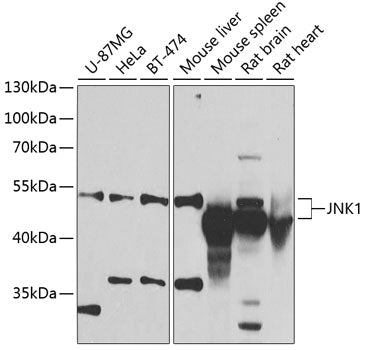 JNK1 Rabbit pAb