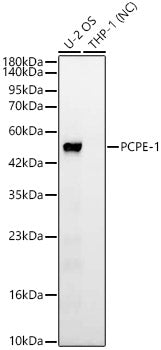 PCPE-1 Rabbit mAb