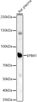 EPB41 Rabbit pAb