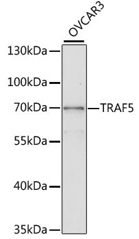 TRAF5 Rabbit pAb